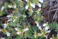 Teucrium montanum jailae