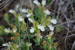 Teucrium montanum jailae