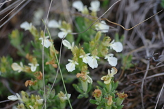 Teucrium montanum jailae