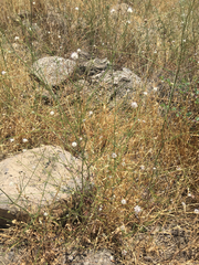 Cephalaria joppensis