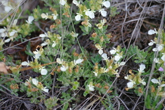 Teucrium montanum jailae