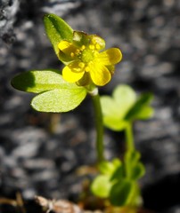 Ranunculus pygmaeus