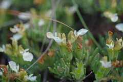 Teucrium montanum jailae