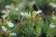 Teucrium montanum jailae
