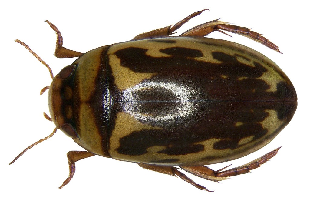 Platambus maculatus