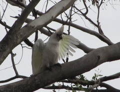 Cacatua pastinator pastinator