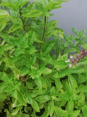 Ocimum × africanum