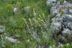 Sideritis catillaris