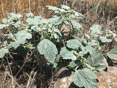 Chrozophora tinctoria