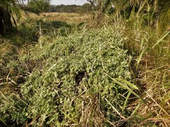 Helichrysum panduratum