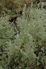 Artemisia maritima
