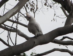 Cacatua pastinator pastinator