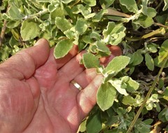 Helichrysum panduratum