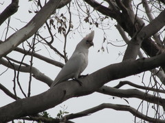 Cacatua pastinator pastinator