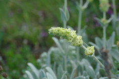 Sideritis catillaris