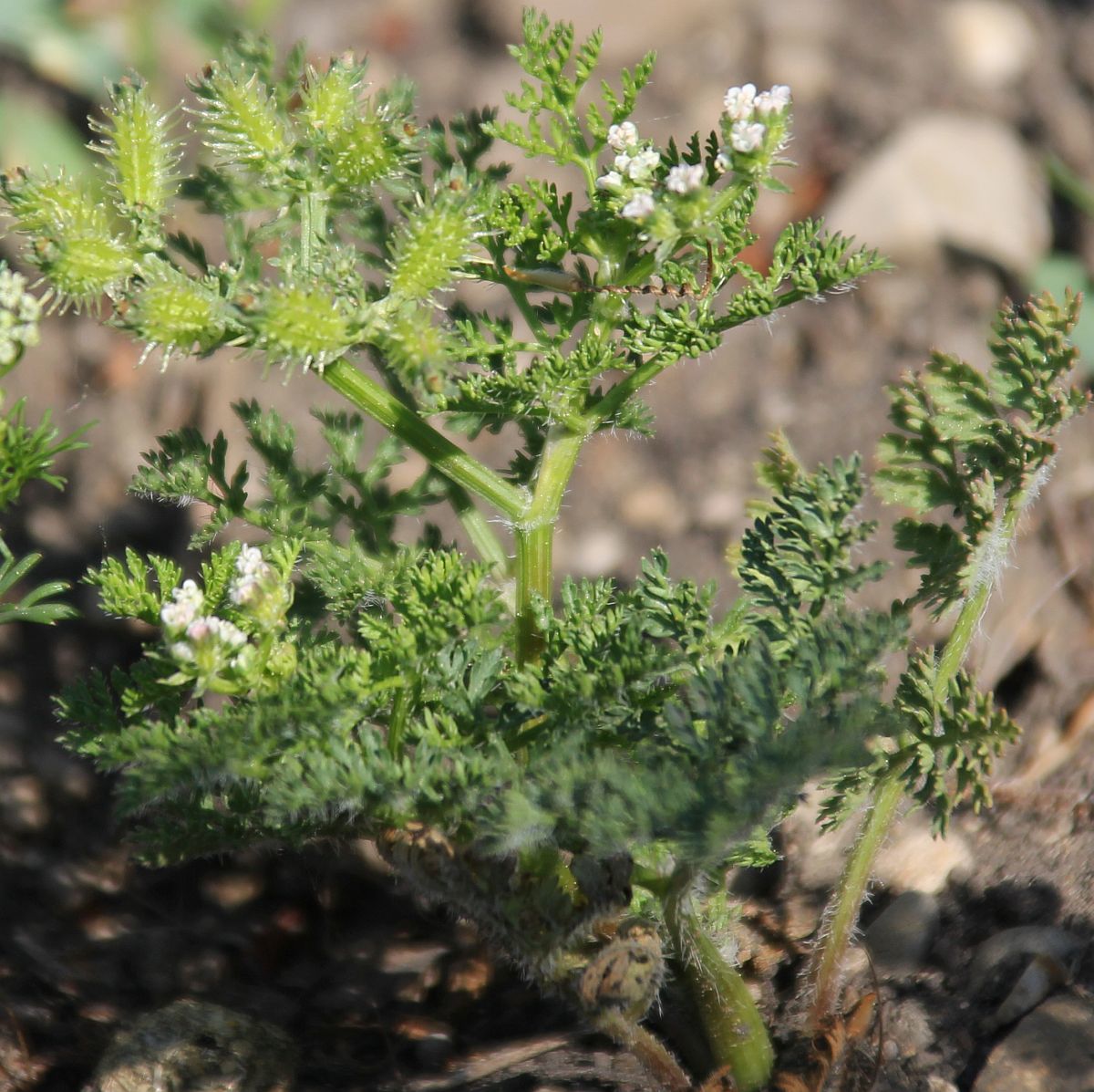 Caucalis platycarpos