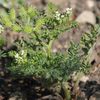 Small Bur-Parsley - Photo (c) Norbert Sauberer, some rights reserved (CC BY-NC), uploaded by Norbert Sauberer