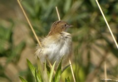 Cisticola juncidis terrestris