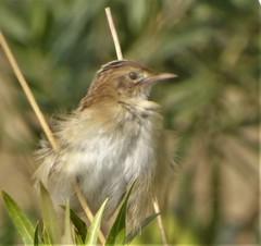 Cisticola juncidis terrestris