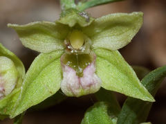 Epipactis exilis