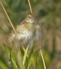 Cisticola juncidis terrestris