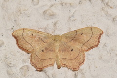Idaea emarginata