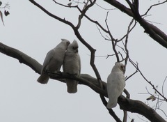 Cacatua pastinator pastinator