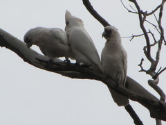 Cacatua pastinator pastinator