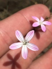Dianthus strictus
