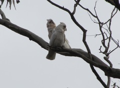 Cacatua pastinator pastinator