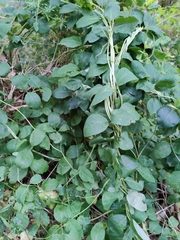 Lonicera caprifolium