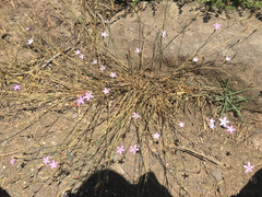 Dianthus strictus