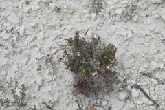 Asperula tephrocarpa