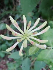 Lonicera caprifolium