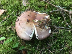 Russula integra