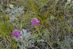 Hedysarum ucrainicum