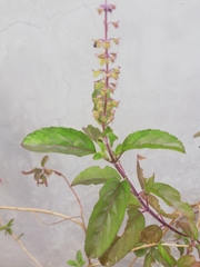 Ocimum tenuiflorum