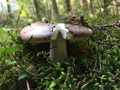 Russula integra