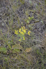 Euphorbia stepposa