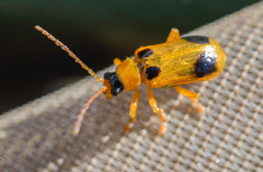 Phyllobrotica quadrimaculata