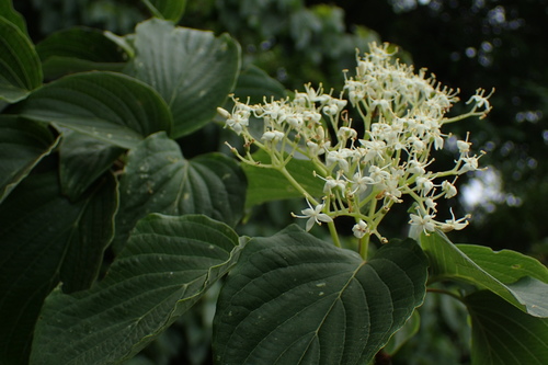 Cornus controversa iNat (1)