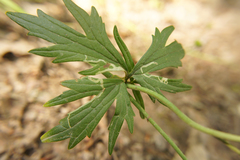 Phytomyza ranunculi