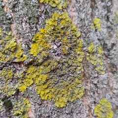 Xanthoria parietina