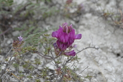 Hedysarum ucrainicum