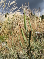 Tragopogon crocifolius