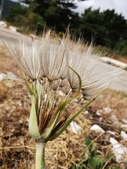 Tragopogon crocifolius