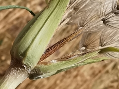 Tragopogon crocifolius