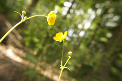 Ranunculus acris