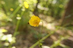 Ranunculus acris