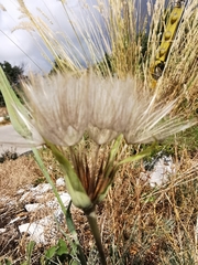 Tragopogon crocifolius